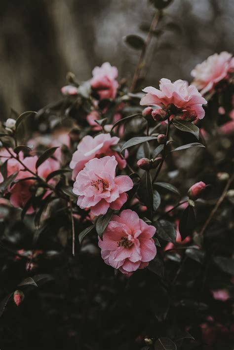 Camellia Flower Pictures Download Free Images On Unsplash