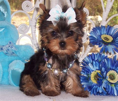 All List Of Different Dogs Breeds Yorkie Dogs Small Dog