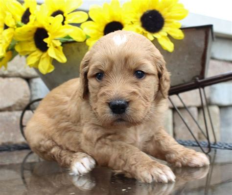 The breed is highly popular blue ridge goldendoodle puppies points out that the breed is considered a hybrid, and as such, most major kennel clubs including akc do not register them. Pin on Puppies for Sale