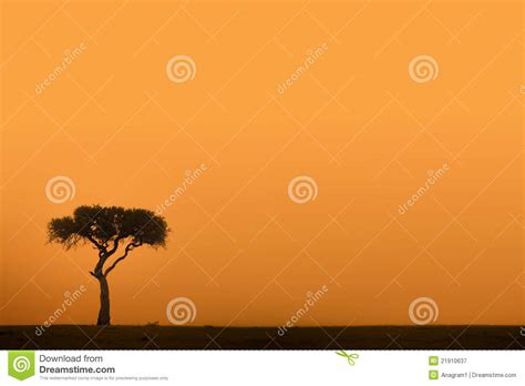 Acacia Tree At Sunrise Stock Image Image Of Back Acacia 21910637
