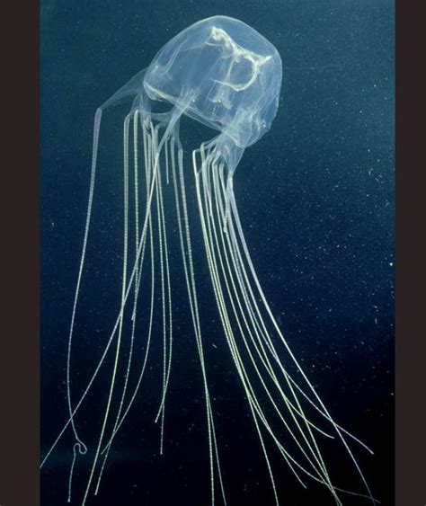 Box Jellyfish Calling The Indo Pacific Home The Deadly Jellyfish Contain The Most Explosive