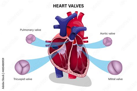 Human Heart Valve Pulmonary Valve Aortic Valve Tricuspid Valve And