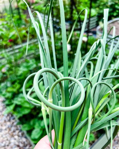 Garlic Scapes An Early Summer Delicacy I Breathe Im Hungry