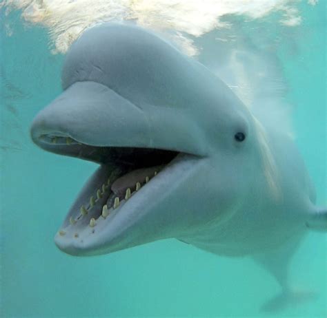 Beluga Whale Adaptations Images