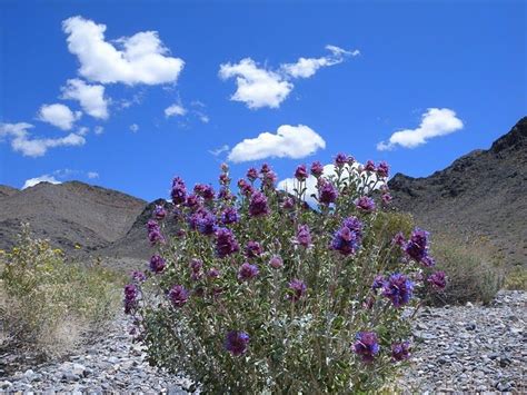 Mojave Aster Bush National Wildlife Refuge Natural Landmarks Nevada