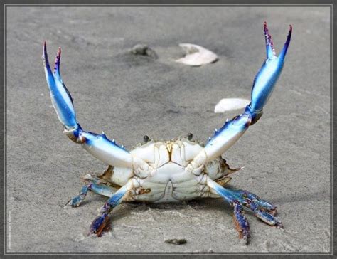 Chesapeake Bay Blue Crab Maryland Blue Crab Crab Blue Crab