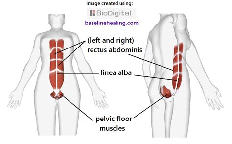 Anatomy Of Body Alignment And Balance
