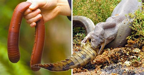 11 Terrifying Creatures Found In Australia According To Scientists