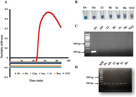 Species Specific LAMP Assay Targeting OvGST1a Genomic DNAs From O