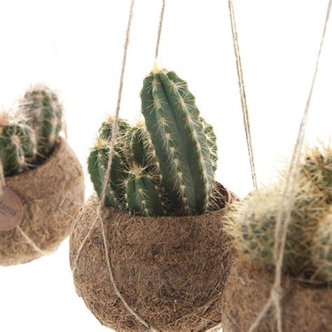 This is full list of xiaomi redmi 6a. Cactus mix Kokodama - set van 2 - Kamerplant ...