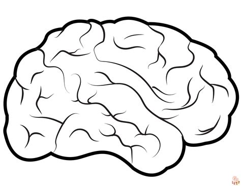 Anatomically Correct Brain Coloring Pages