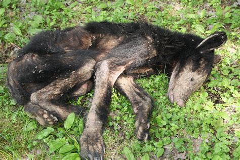 Why Are Pennsylvania Bears Getting Mange The Allegheny Front