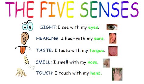 Fslovenglish Los 5 Sentidos The Five Senses