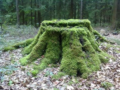 There are so many things you can do with tree stumps. 10 Great Things to Do with Tree Stumps in the Garden - Dan330