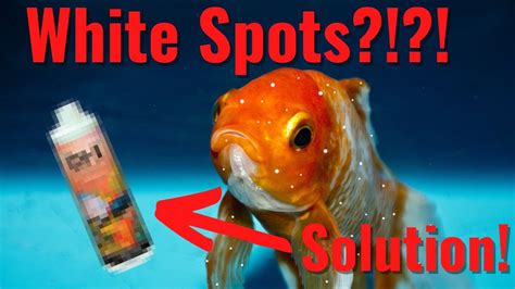 Why Does My Goldfish Have White Spots How Can I Treat Them Youtube