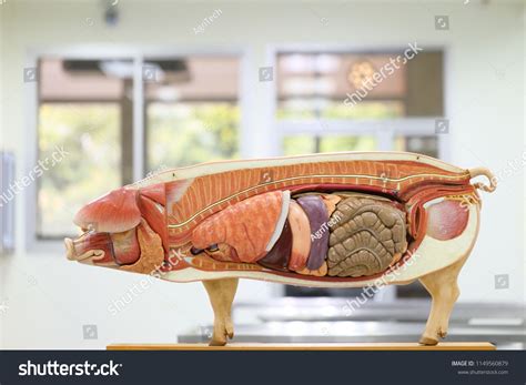 Internal Organs Of Pig Pig Anatomy Model Pig Internal Organs Diagram