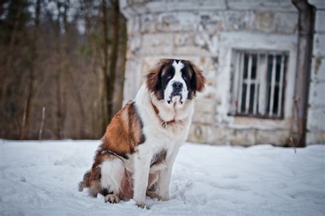 It is likely to slobber. Should You Get A Saint Bernard? Complete Breed Guide 2019