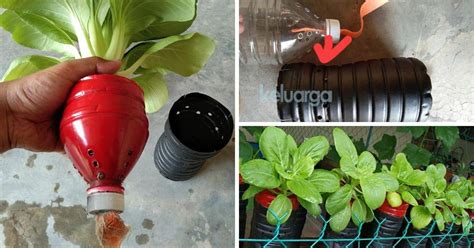 Lalu bercocok tanam seperti apa si yang kami menanam berbagai macam sayur di depan rumah. Tanam Sayur Di Rumah Cara Hidroponik Guna Botol Air ...