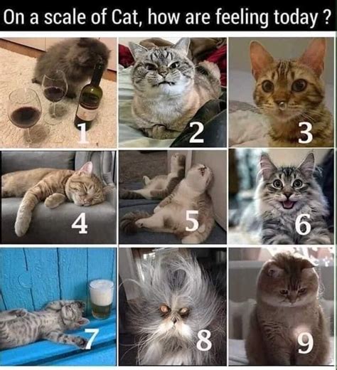 How Are You Feline Today 🤪 Funny Cat Memes Cat Memes Cats