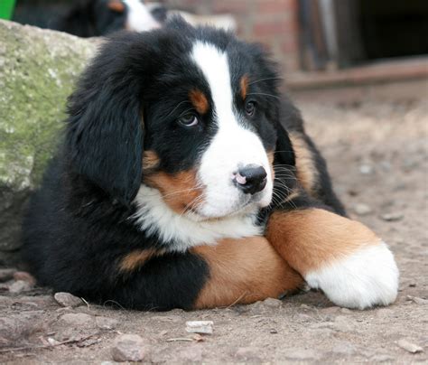 Cute Bernese Mountain Dog Puppy Free Image Download