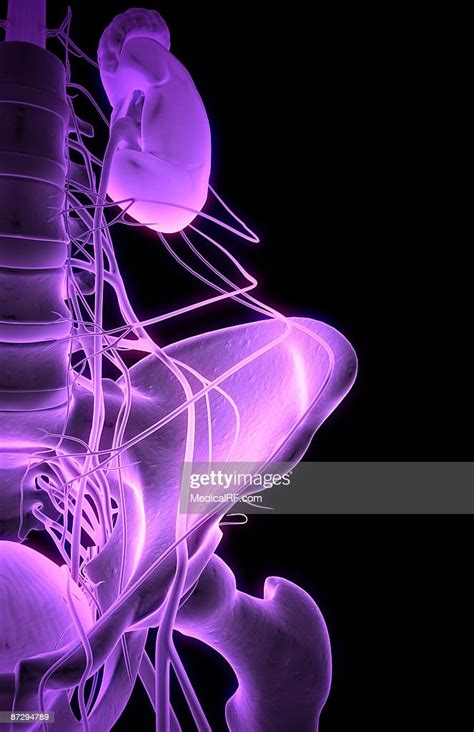 Nerve Supply Of The Urinary System High Res Vector Graphic Getty Images