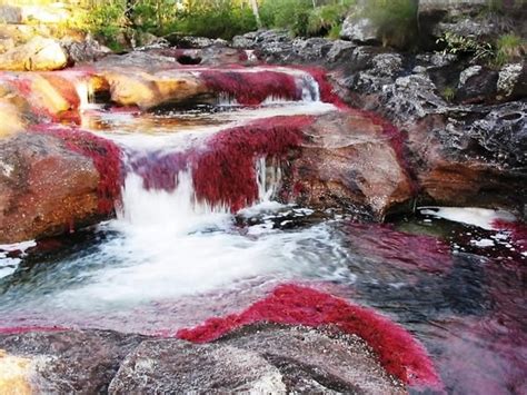 Caño Cristales El Río De Colores De Colombia La Verdad Noticias