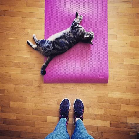 Yoga Cats Get Inspired By Yoga Practice Cat Yoga Cats Yoga