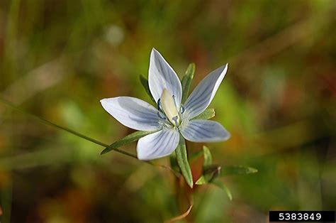 Danes Dwarf Gentian Gentianella Tenella