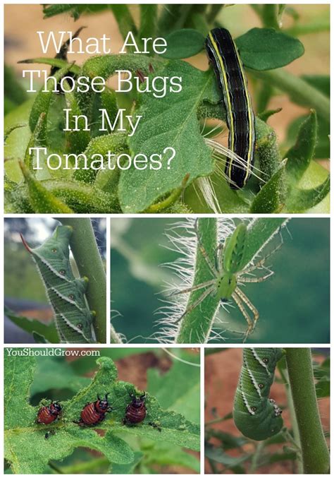 19 Bugs On Tomatoes Plants Nasebnaicole