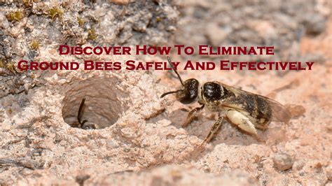 Discover How To Eliminate Ground Bees Safely And Effectively Enviro