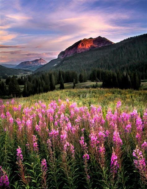 Crested Butte Wildflower Festival 2021 In Colorado Dates Crested