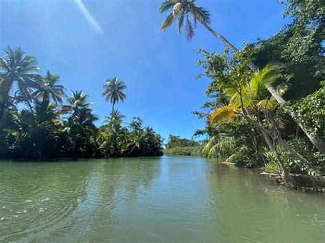 Indian River Dominica Aggiornato 2020 Tutto Quello Che Cè Da
