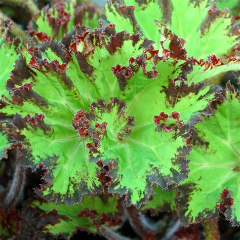 Medium sized silver, textured, sparsely hairy leaves with a slight pink hue. Begonia 'River Nile' | TERRA NOVA® Nurseries, Inc.