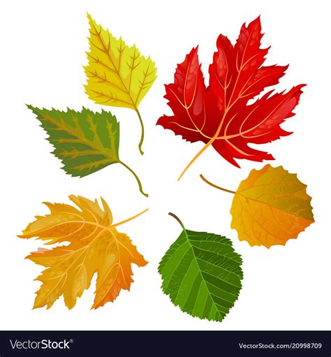 Autumn Colorful Leaves From Maple And Oak Trees Vector Image