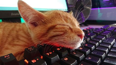 Funny Cat Cute Cat Pc Master Race Gaming Keyboard Cute Kitten Cute
