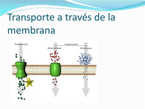 Transporte A Traves De La Membrana Mindmeister Mapa Mental Images