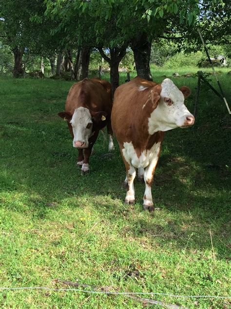 Free Images Grass Field Farm Meadow Summer Green Pasture