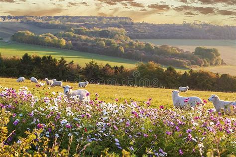 Sheep Grazing At Sunset Beautiful Countryside Stock Photo Image Of