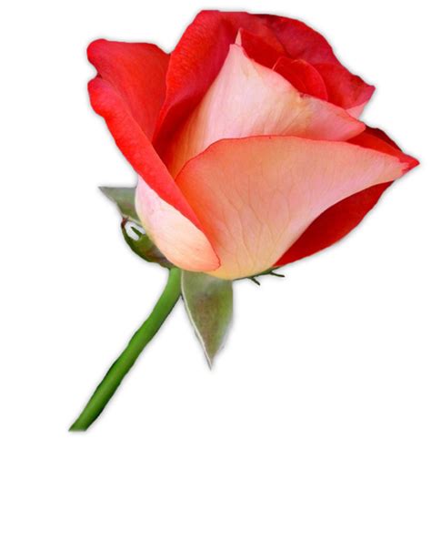 Wallpaper png images wallpaper hd images free collection (47988) png free for designs. Download Wallpaper Islami Png | Download Kumpulan ...