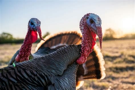 Purebred Domestic Turkeys In Paddock On Sunny Day · Free Stock Photo