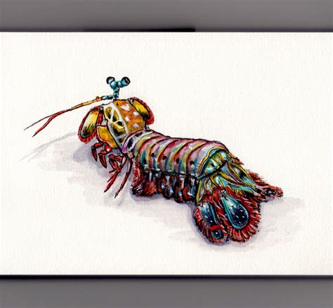 Download Doodlewash® ~ The Peacock Mantis Shrimp
