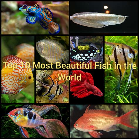 Most Beautiful Fish Aquarium