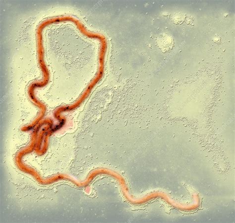 Syphilis Bacterium Tem Stock Image C0023202 Science Photo Library