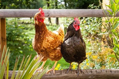 Adding A Rooster To Your Flock Care And Quirks Chickens Backyard