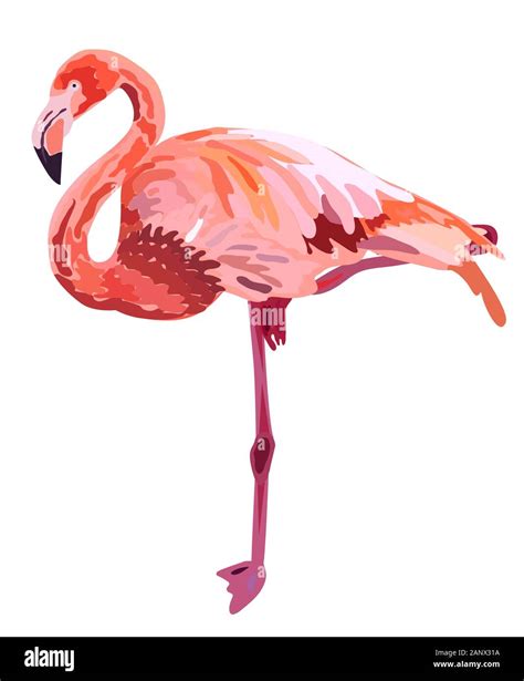 Pink Flamingo Illustration Isolated On White Background Stock Vector
