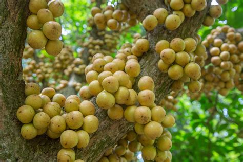 Burmese Grapes Lotkon Grapes Fruit Plants Trees To Plant