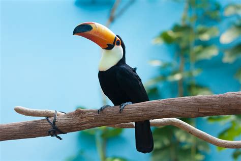 ブラジルのカラフルな鳥、オニオオハシ 無料壁紙・商用利用可の画像・イラスト素材ならfotoma（フォトマ）