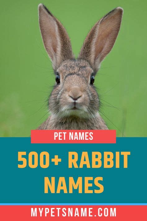 16 Bunny Names Ideas Bunny Names Bunny Rabbit Names