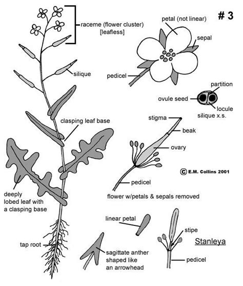 Choose from 88000+ mustard tree graphic resources and download in the form of png, eps, ai or psd. Fruits Of The Mustard Family | Fruit, Petal, Flowers