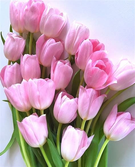 I miss you, dear friend. 🌷💞🌷Good morning☕️🌷💞🌷I love tulips🌷💞🌷have a nice Sunday my dear friends💞🌷💞 . . #ptk_flowers # ...